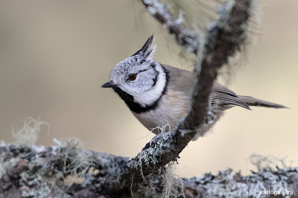 Le cince di Pontresina